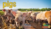 PIGS- Animals for children. Kids videos. Kindergarten - Preschool learning