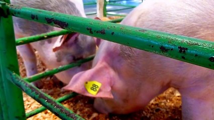 Pigs For Kids,  Fun Pig Videos for Children