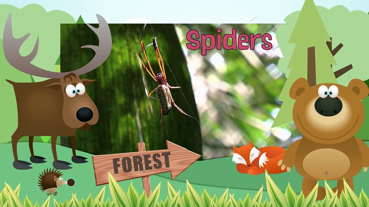 SPIDERS- Animals for children. Kids videos. Kindergarten - Preschool learning