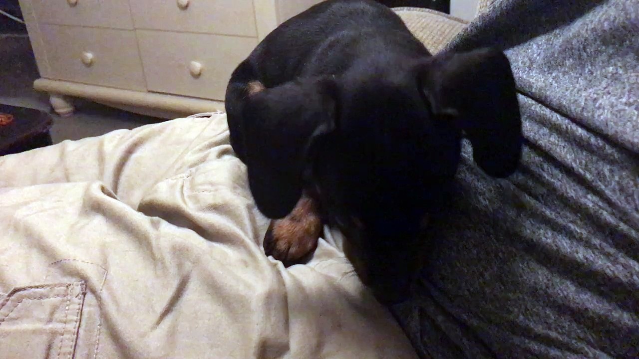 Dachshund puppy can't sleep from hiccups