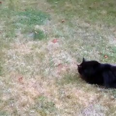 Funny Videos (@funny_videos) • Instagram photos and videos_9