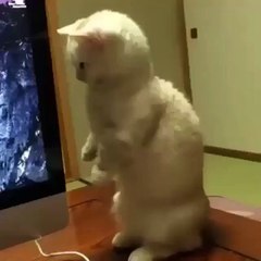 Funny Videos (@funny_videos) • Instagram photos and videos_12