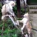 Funny Videos (@funny_videos) • Instagram photos and videos_17