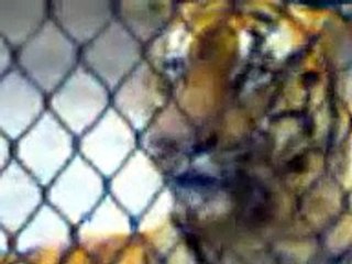 THE ROYAL BENGAL TIGER, at Alipore Zoo,India