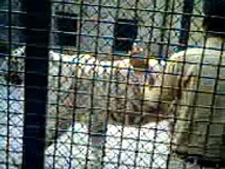 White Tigers --A Colour Variation,Alipore Zoo,Kolkata,India