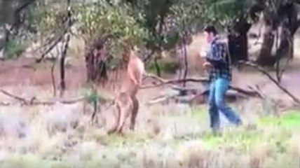 Un homme met un coup de poing à un kangourou