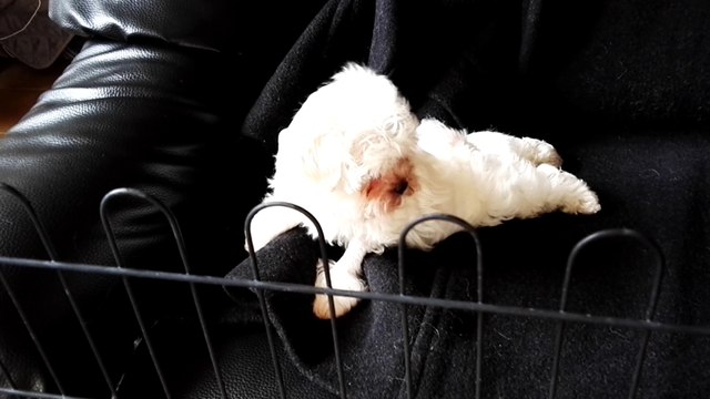 Chiot bichon maltais LOF des Flocons d'Aurore