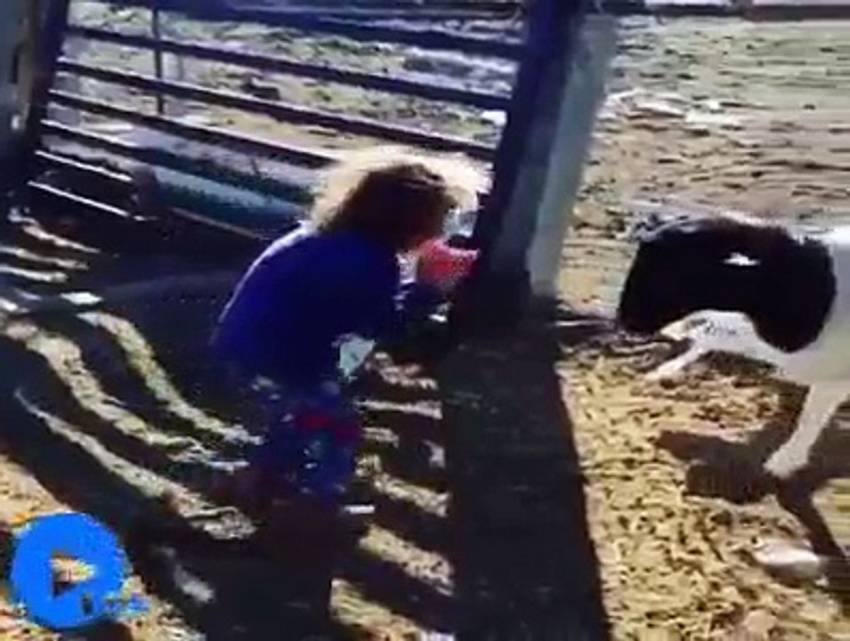 Funny Animal p2