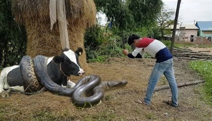 Amazing Man Catch Water Snake