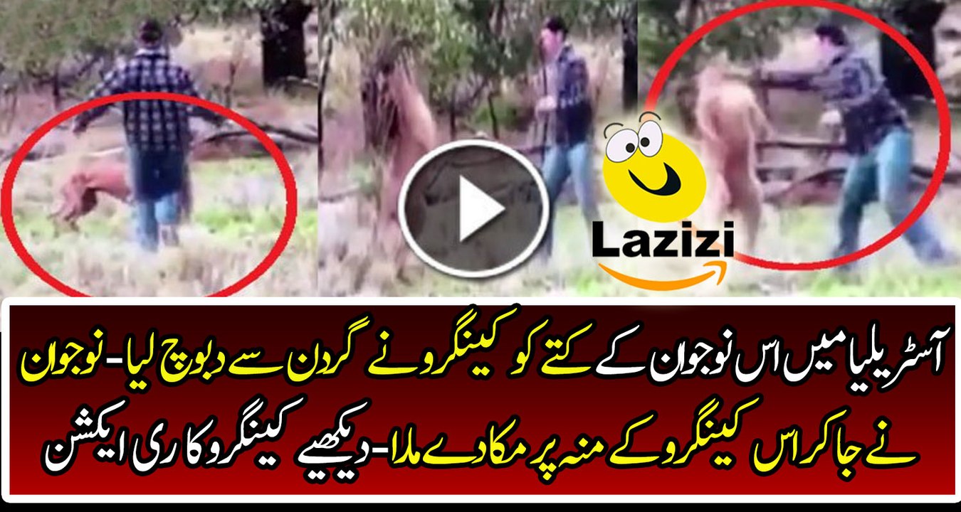Man Fights With Kangaroo to save His dog being strangled