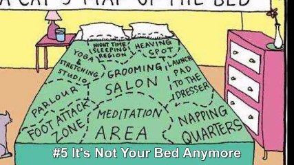 the 10 greatest viral images about cat ownership olivia peterman