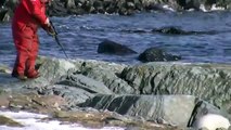 HSI Canada Exposes Seal Hunt Cruelty During Canada-EU Trade Talks