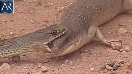 The Reptiles of the Desert | Unseen Videos, Snake, Cobra