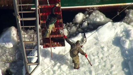 Let s Stop the Seal Slaughter