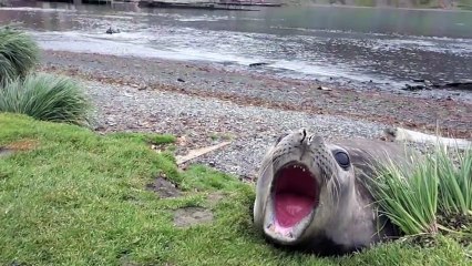 Screaming seal