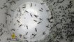 Can genetically-modified mosquitoes help eradicate malaria? - TechKnow