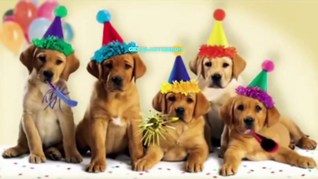 Happy Birthday from Dogs And Cats - Video Dailymotion
