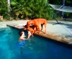Cães em pânico de ver o seu dono mergulhar na piscina