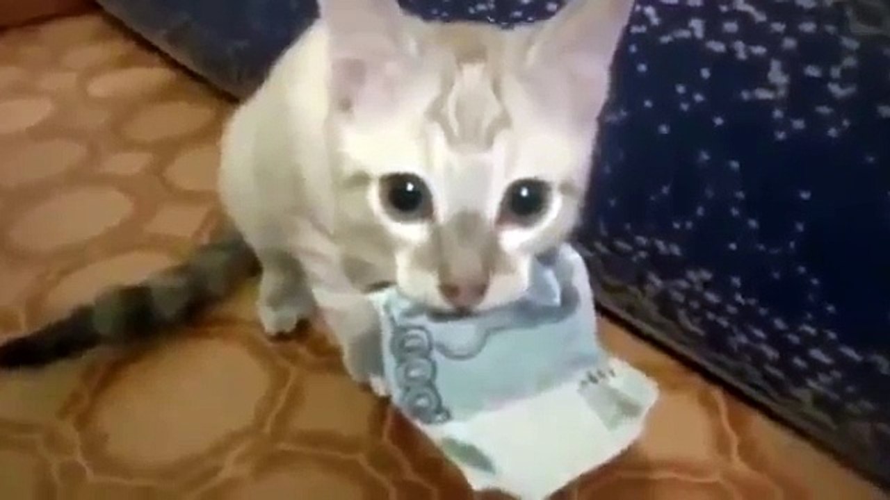 Gato sacana rouba dinheiro e não devolve