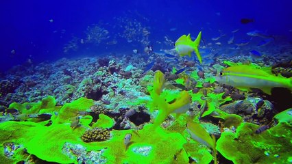 Sasha Lopez - Universe (Official Video) ft. Ale Blake