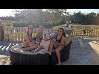 Great Dane Loves Chilling With His Girlfriends