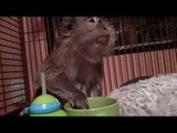 Pet Monkey Loves Eating Healthy Vegetable Soup