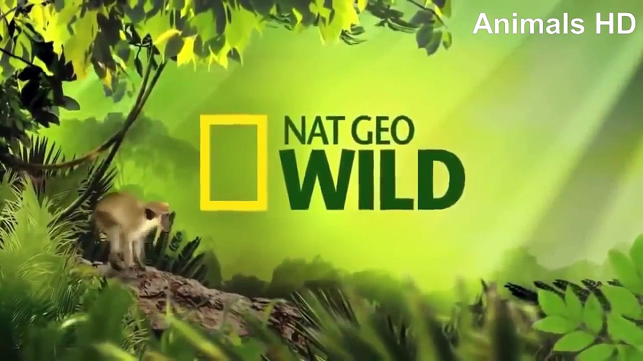 Amazing Film Documentary Animals HD - (Elephants and lions, birds, crocodile)