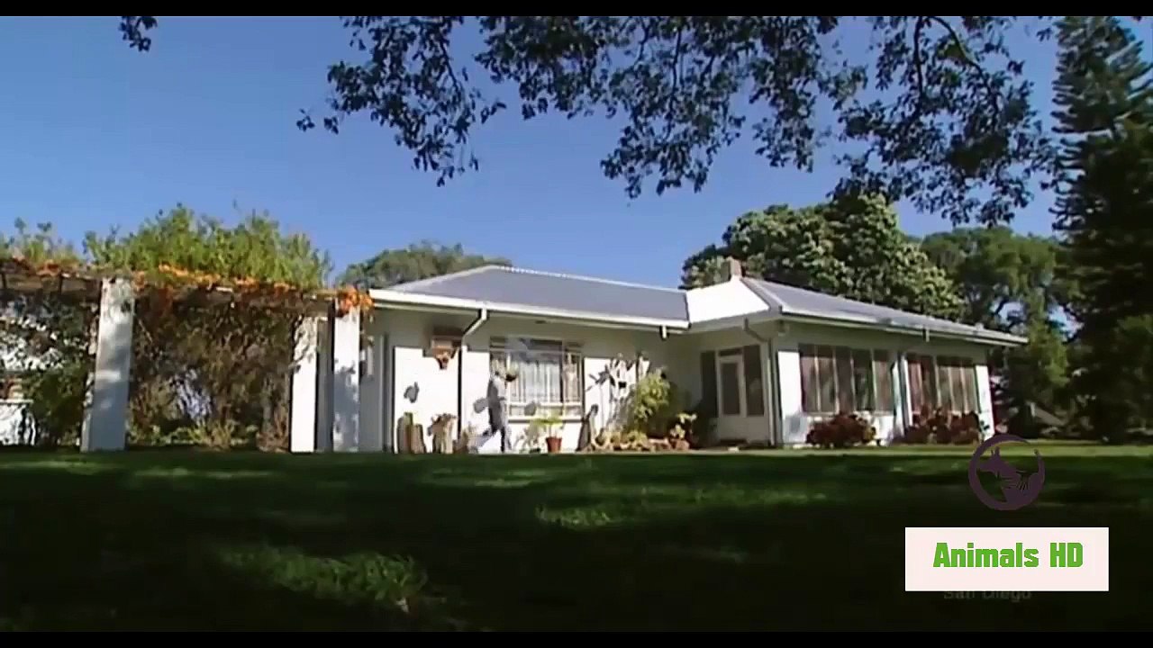 Animal Documentary - Facts about Snakes Full Film HD