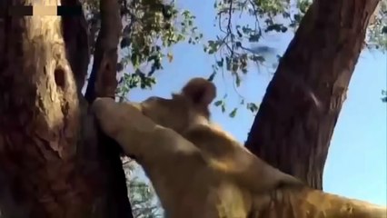 animal planet ,lion kill monkey,Crocodile attack poor baby monkey,amazing animal attak