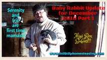 Rabbits - Baby Rabbit Update 12_1_2016 Part 1 of 2.mp4