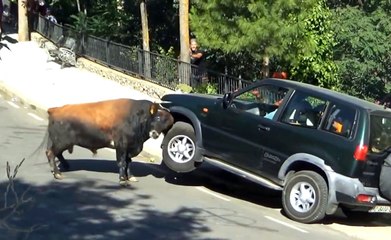 Bull Don't Take No Crap From Anyone Or Thing