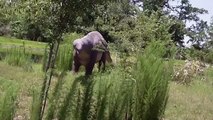 Free Stock Footage Dinosaur in Field