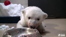 Toronto Zoo Polar Bear Cub Super Bowl