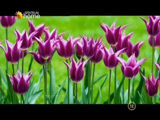 A Kertész Kertje 2013 01 26 E21