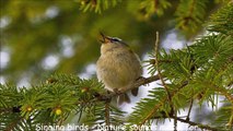 Singing birds - Nature sounds music for meditation - Birds chirping