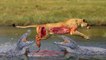 Most Amazing Wild Animal Attacks ,CRAZIEST Animal Fights,Wild dogs killing fawn ,Lion vs Hippo,Lion