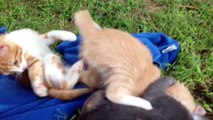 Katzen Babys spielen und kämpfen Teil 1