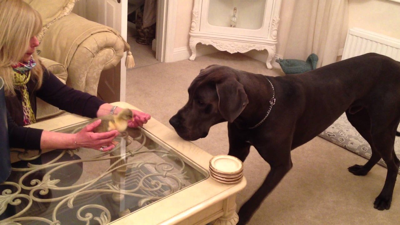 Great dane meets gosling for the first time
