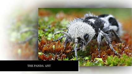 New bizarre Animals found 2016 | Strange Animals You Didn't Know Exist