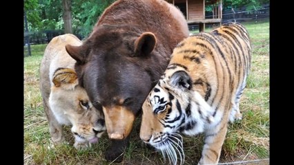 Very Cute, Unusual, Strange & Adorable Animal Friendships Compilation [HD VIDEO]