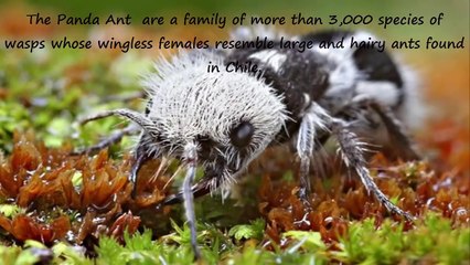 10 Strange and Weird Animals That You Didn’t Know Exist