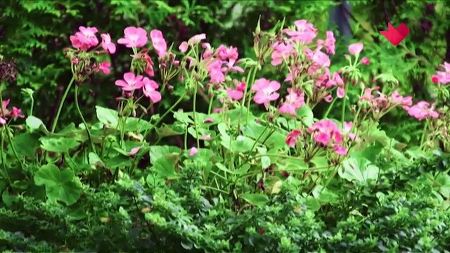 Анне Вески | Раскрывая тайны звёзд