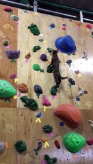 Un reccord mondial - Ce chat hyper rapide, est capable de monter un mur d'escalade !