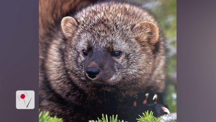 Rare Pacific Fishers Set Free in Washington State