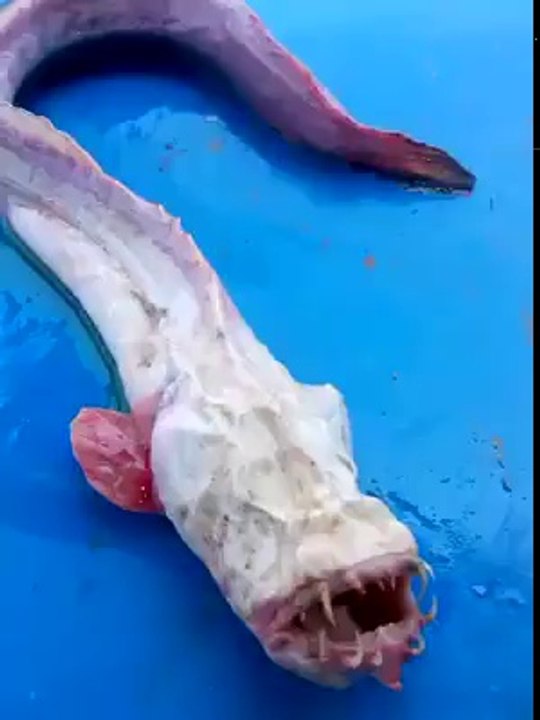 WTF!! weird sea creature you would not belive!!!