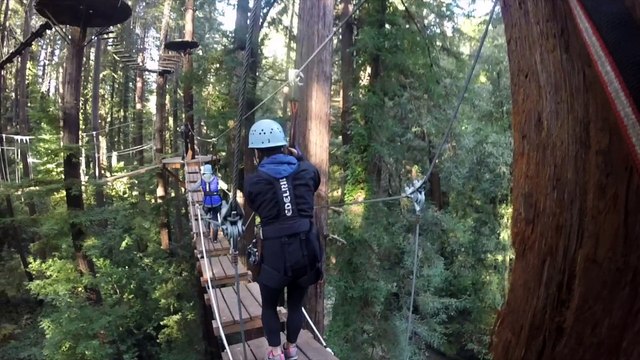 Hanging in the trees