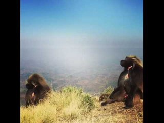 Gelada Baboons Survey Ethiopia From Simien Mountains