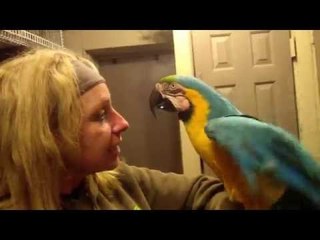 Energetic Macaw Gives Owner a Kiss