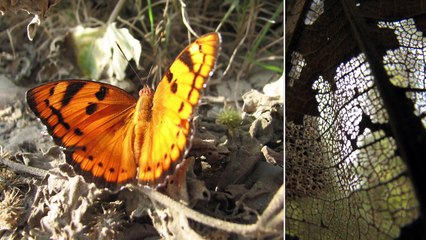 Jim Corbett - Resort De Coracao