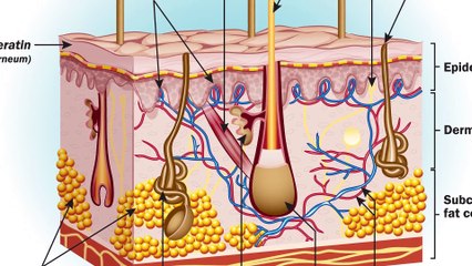 10 Things You Didnt Know Your Body Could Do